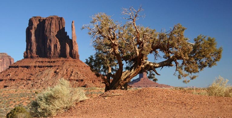 West Mitten Butte, hbsch mit Baum angerichtet