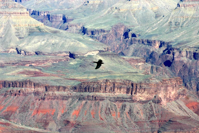 Adler im Grand Canyon?  Nee Rabe!