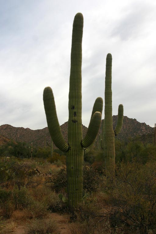 Saguaro-Hugo, die halbblinde Grinsebacke