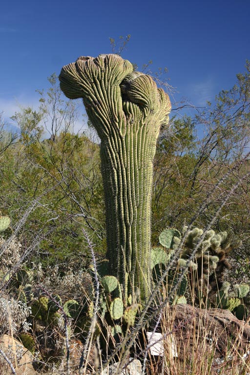 Der Saguaro, der auf jedem Werbeprospekt des Parks zu finden ist.