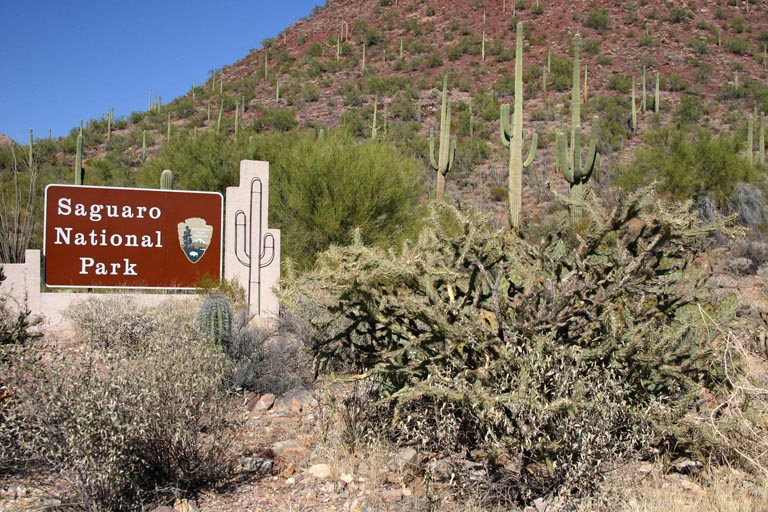 Saguaros, was soll hier sonst sein!