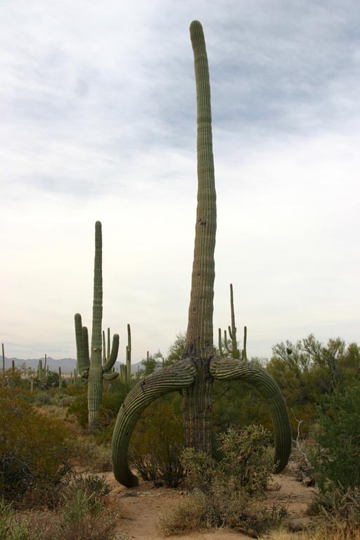 Saguaro-Joe, etwas schlacksig der Typ
