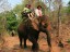 Elefant ;Thailand